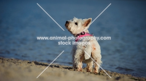 West Highland White Terrier