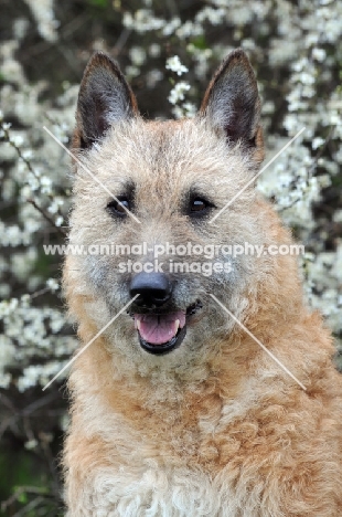 Laekenois (Belgian Shepherd) in front of blossom