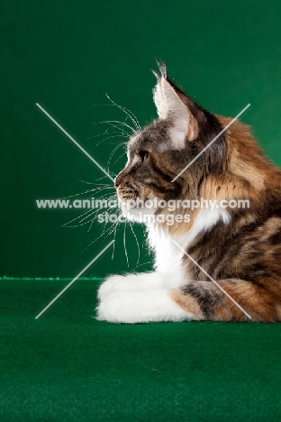 Maine Coon cat in profile on green background