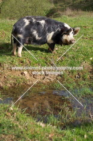 Kunekune pig near water