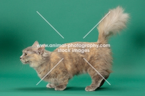 Blue Tortie Longhaired Munchkin, side view