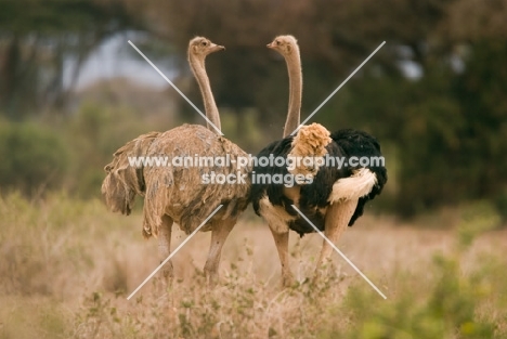 Pair of Ostrich running away