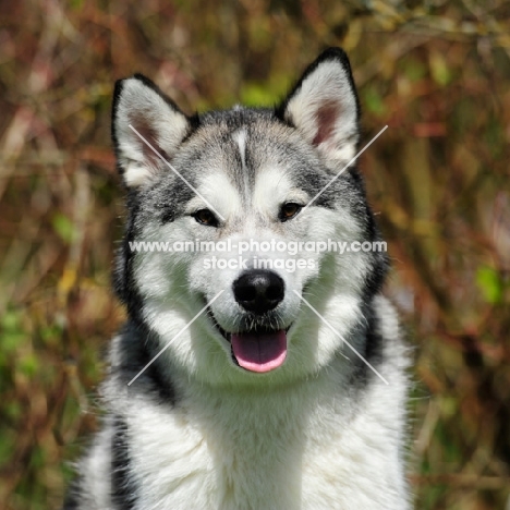 Alaskan Malamute portrait