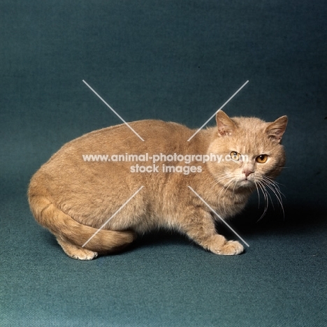 ch pensylva prince d'or, British short hair cream cat