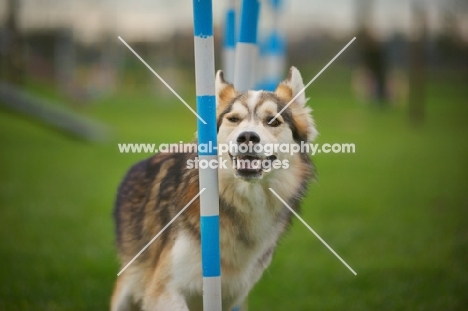 husky mix running through weave poles
