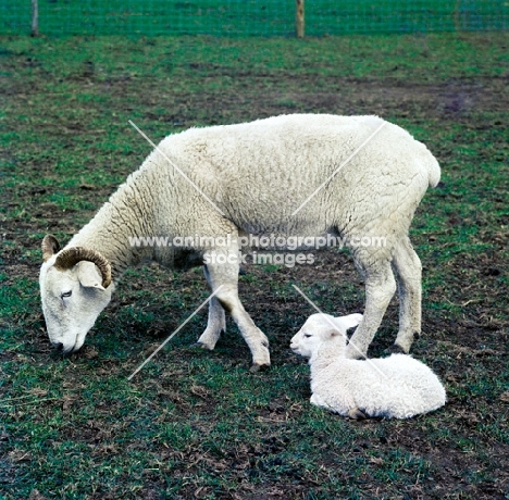 wiltshire horn ewe with lamb at hele farm devon