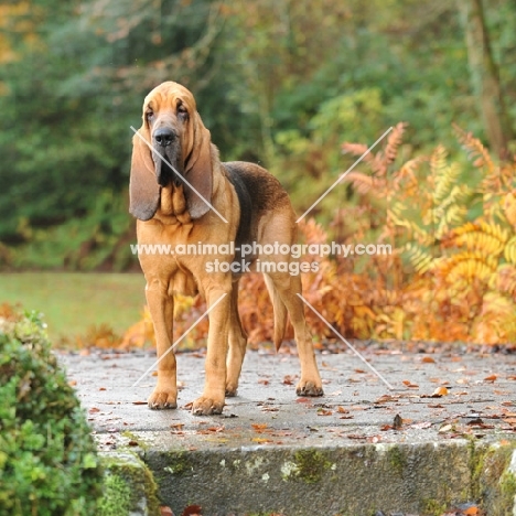 young bloodhound on a step