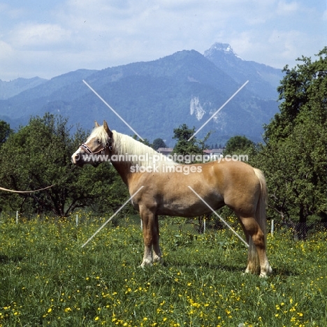 Bärbl side view of Haflinger mare in Austria