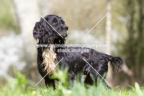 wet English Cocker Spaniel