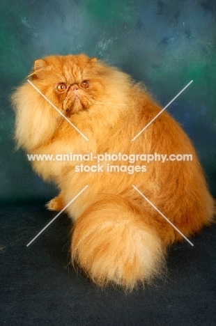 red Persian sitting down
