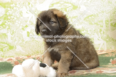Honey with Black Mask, 6 week old Leonberger puppy