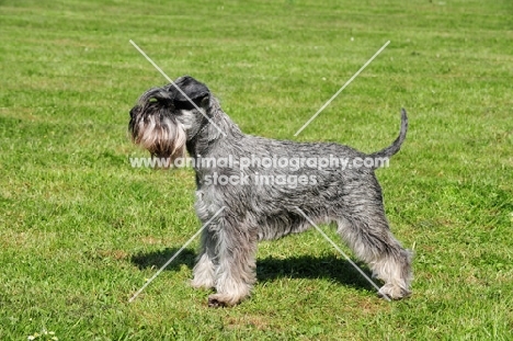 miniature Schnauzer on grass