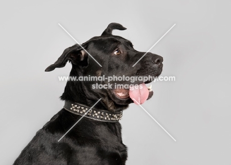 Black Mastiff mix in studio, with tongue hanging out.