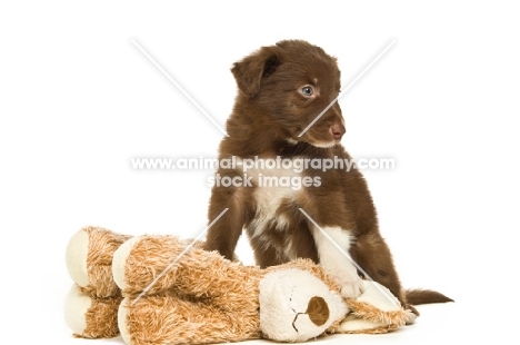 border collie puppy sitting with a toy isolated on a white background