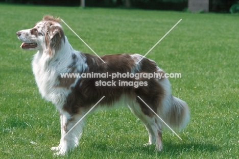 australian shepherd side view