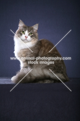 Siberian cat on blue background