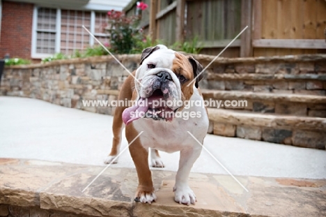 english bulldog smiling with tongue out