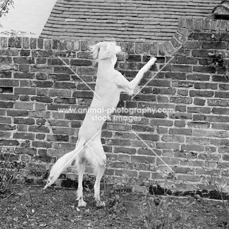 saluki looking over a wall