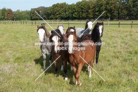 Herd of welsh mountain ponies in a green field