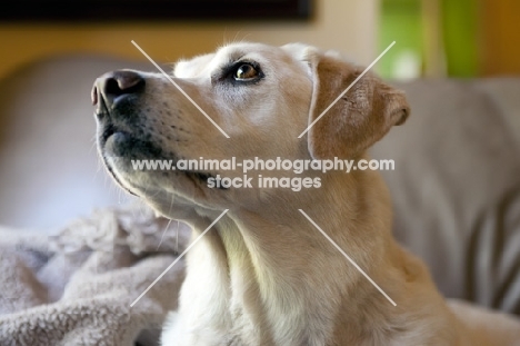 yellow labrador on leather couch