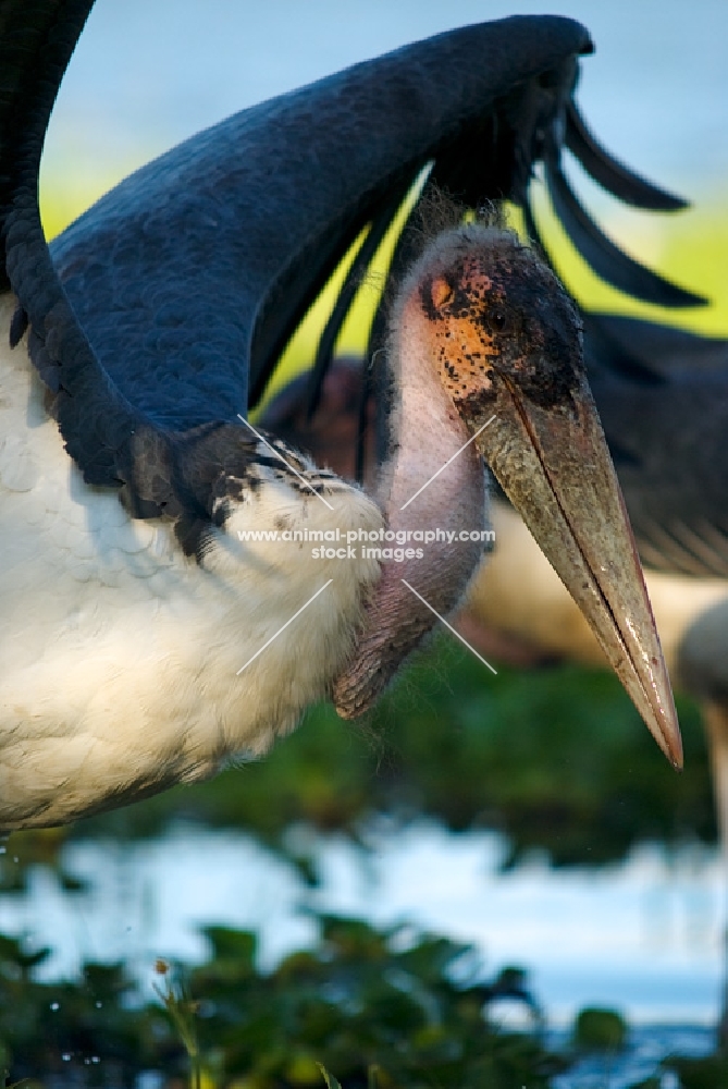 marabou stork spreading his wings