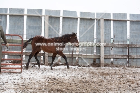 letting Morgan Horse into field