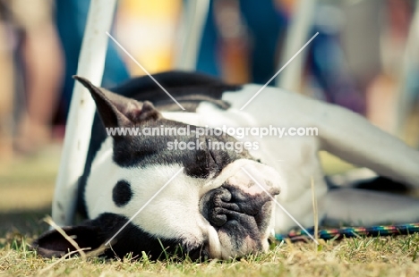 sleeping Boston Terrier