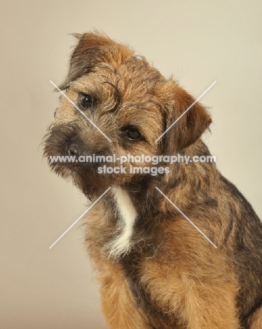 Border Terrier head study