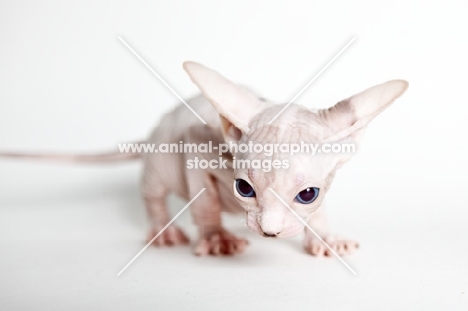 sphynx kitten, ears folding back
