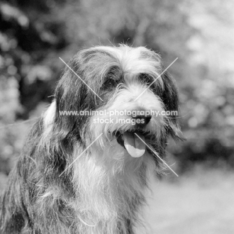 bearded collie from bothkennar