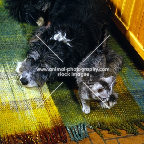 feral x kitten with border collie x  bearded collie