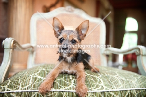 terrier mix on green chair