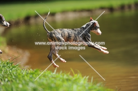 young Whippet jumping into river