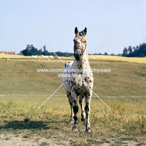 knabstrup stallion, kronplet, front view