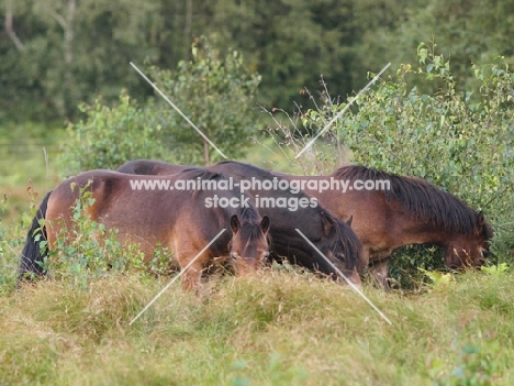 three Exmoor Ponies grazing