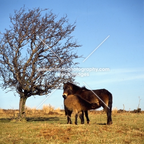 Exmoor mare with foal suckling