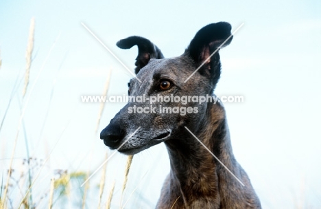 greyhound portrait against sky