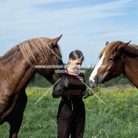 girl feeding grass to two Finnish Horses