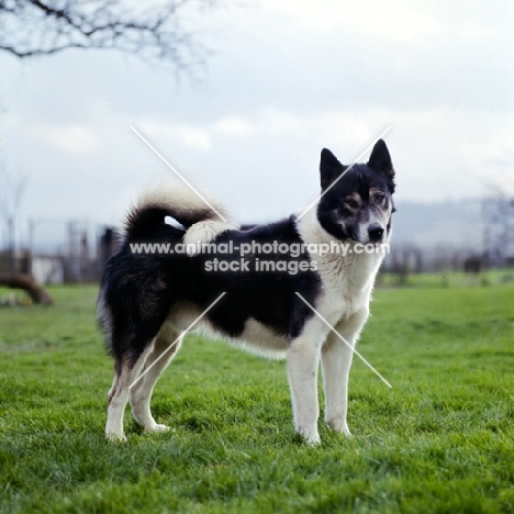 siberian husky, inuk,standing in a field