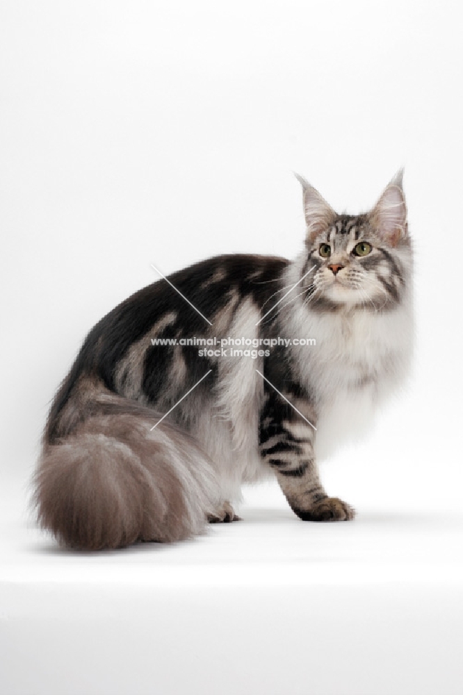 Maine Coon, Silver Classic Tabby colour, white background