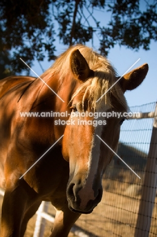 Belgian Draft horse