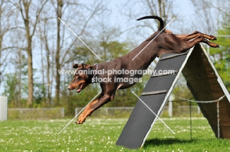 Dobermann jumping down