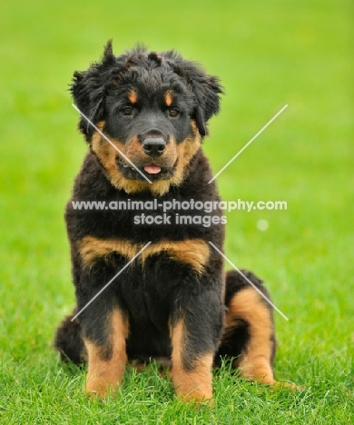 longhaired Rottweiler puppy sitting on grass