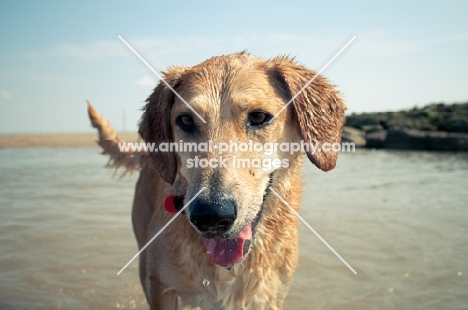 wet dog standing in water