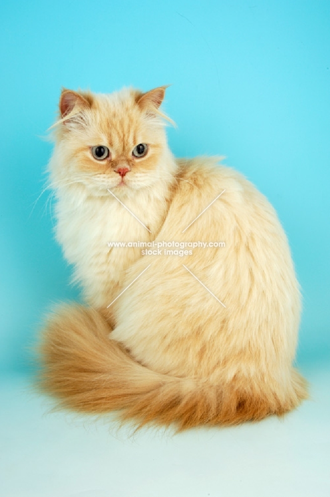 cream colourpoint cat, sitting down. (Aka: Persian or Himalayan)
