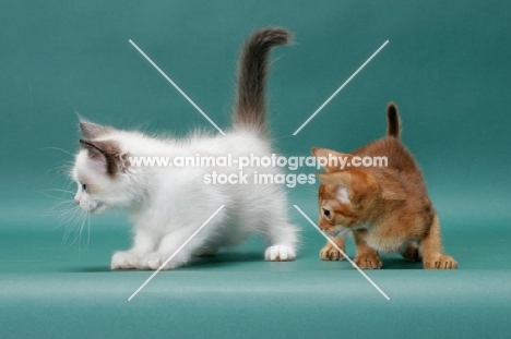 Sorrel (Red) Abyssinian kitten with Ragdoll kitten