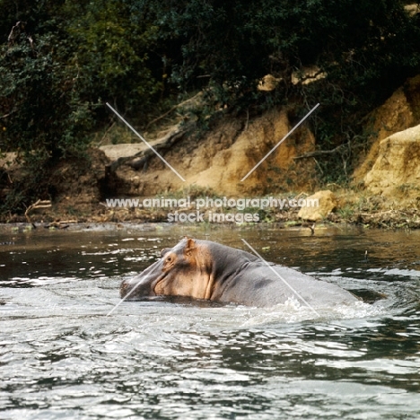 hippo in the river nile in murchison falls np, east africa 