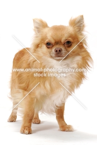 red longhaired Chihuahua