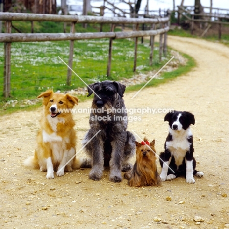 group of dogs together