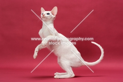 Oriental Shorthair, White Blue Eyed, jumping up